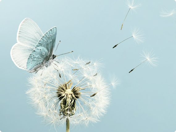 Pusteblume mit Schmetterling